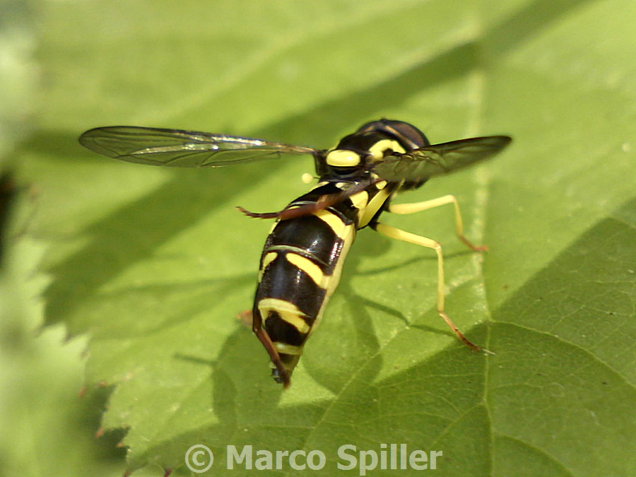 Xanthogramma pedissequum
